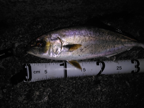 ショゴの釣果