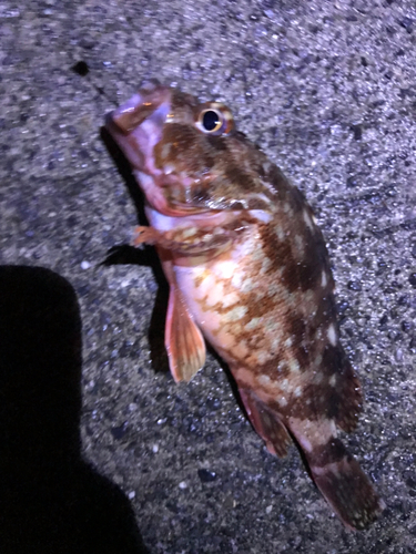 カサゴの釣果