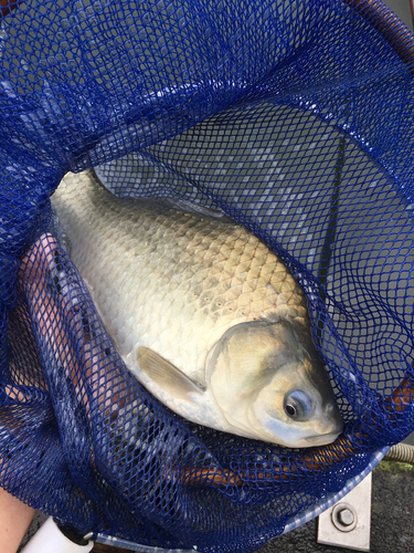 ヘラブナの釣果