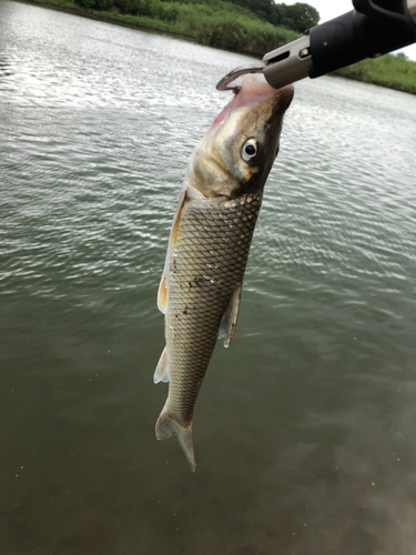 ニゴイの釣果