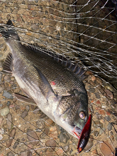 チヌの釣果