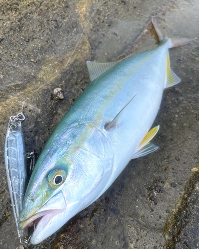 イナダの釣果