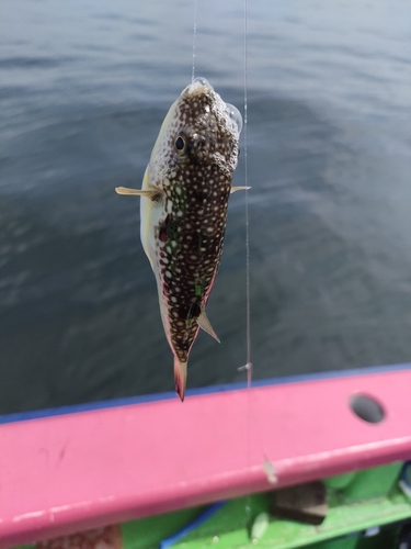 ショウサイフグの釣果