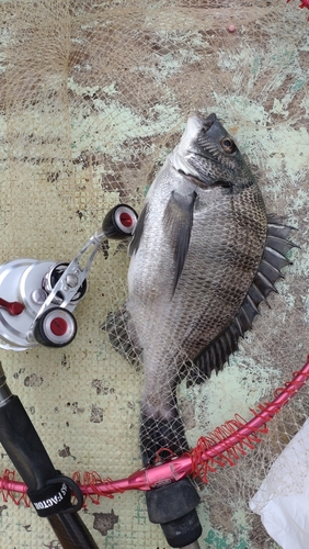 チヌの釣果