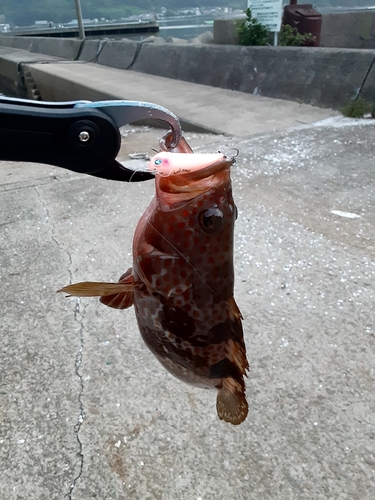 アコウの釣果