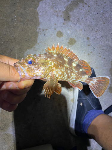 カサゴの釣果