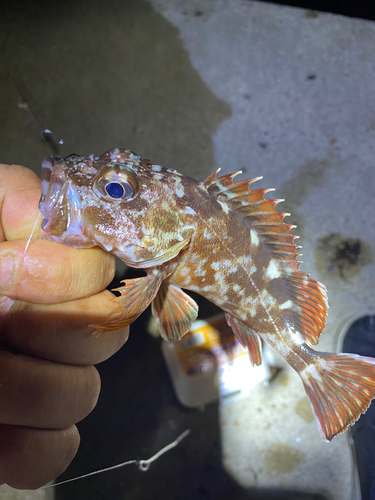 カサゴの釣果