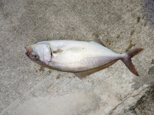 ネリゴの釣果