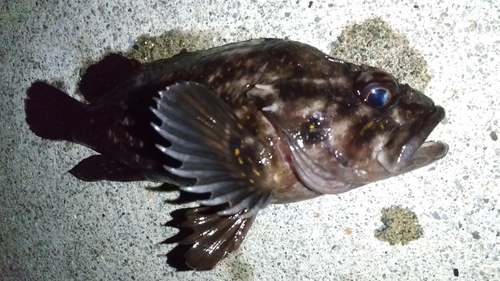 オウゴンムラソイの釣果