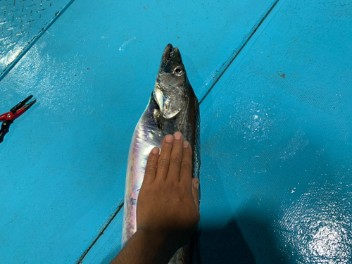 タチウオの釣果