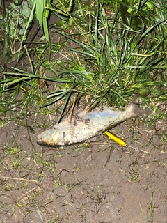 コノシロの釣果