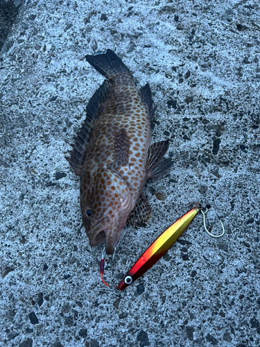 オオモンハタの釣果