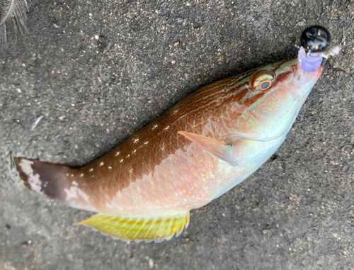 ホシササノハベラの釣果