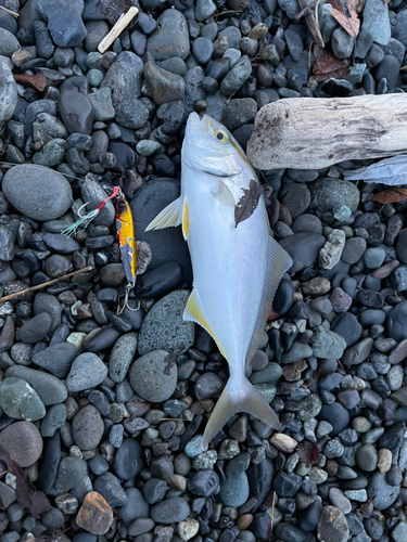 ショゴの釣果