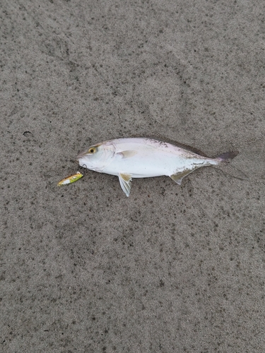 ショゴの釣果