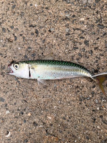 サバの釣果