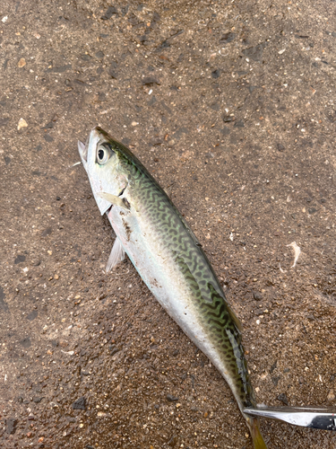 サバの釣果