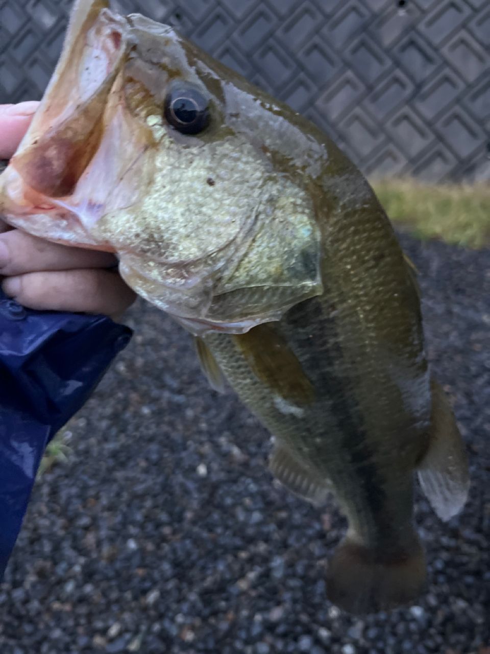 ブラックバスの釣果写真