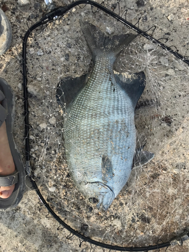 イスズミの釣果