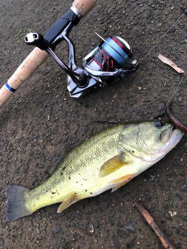 ラージマウスバスの釣果