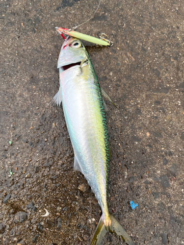 サバの釣果