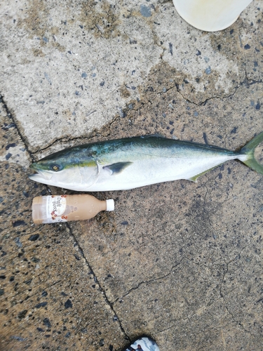 ハマチの釣果