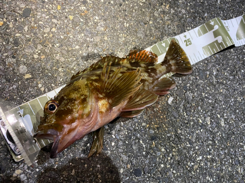 カサゴの釣果