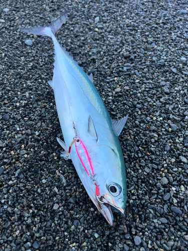 ソウダガツオの釣果