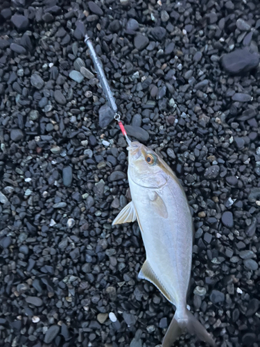 ショゴの釣果