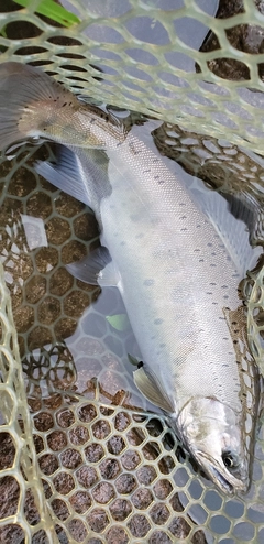 ヤマメの釣果