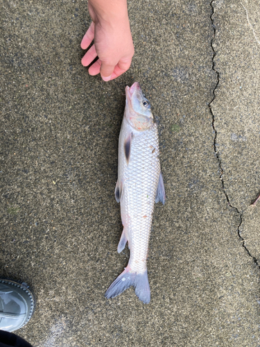 ニゴイの釣果