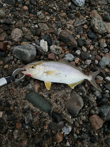 ショゴの釣果