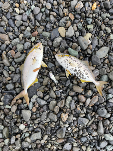 ショゴの釣果