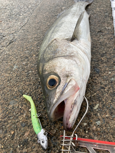 シーバスの釣果