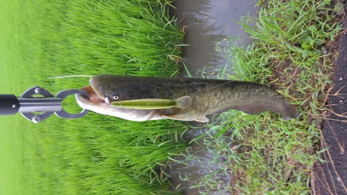 ナマズの釣果