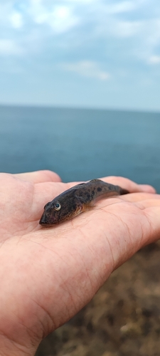 マハゼの釣果