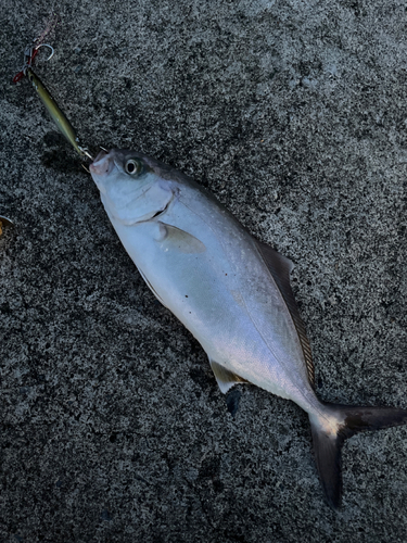 ショゴの釣果