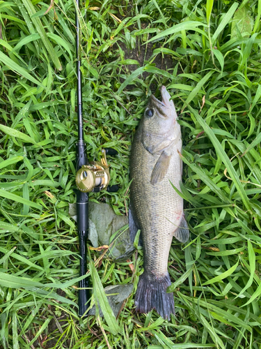 ブラックバスの釣果