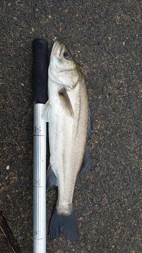 スズキの釣果