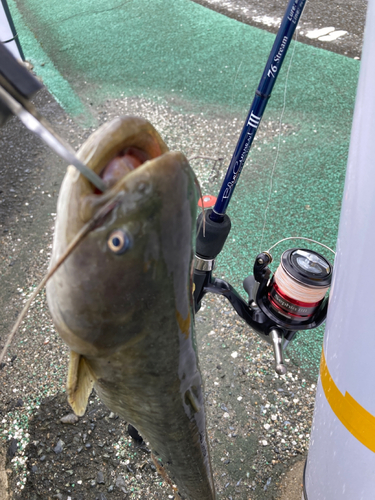 ナマズの釣果