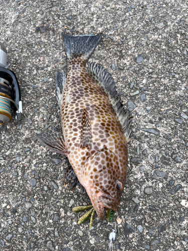 オオモンハタの釣果