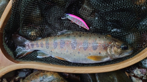 アマゴの釣果