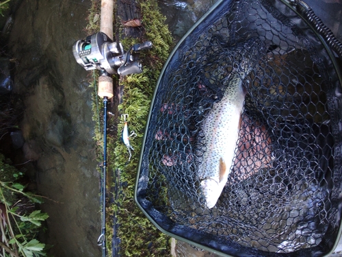 ニジマスの釣果