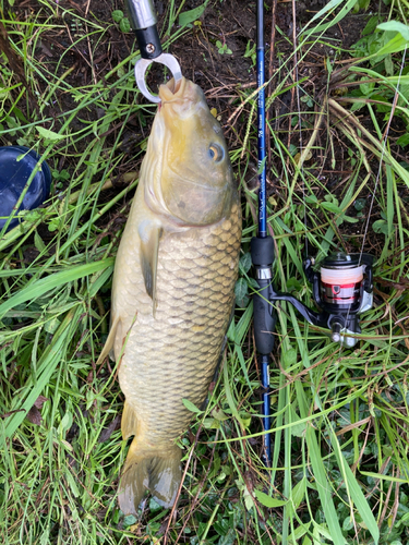 コイの釣果