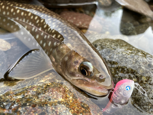 イワナの釣果