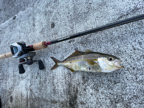 ショッコの釣果