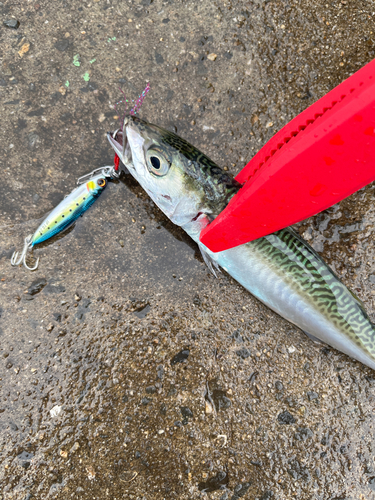 サバの釣果