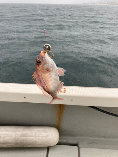 タイの釣果