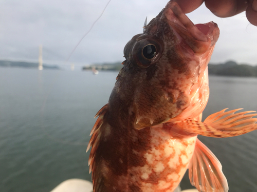 アヤメカサゴの釣果