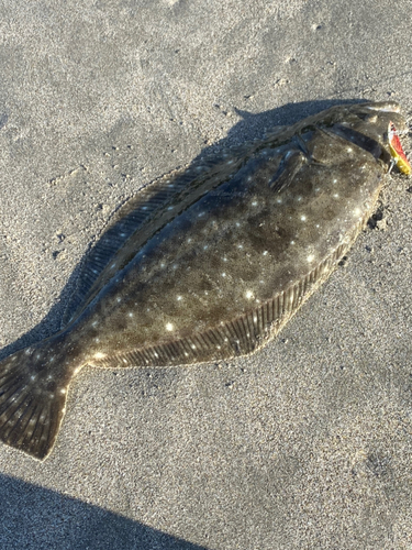 ヒラメの釣果